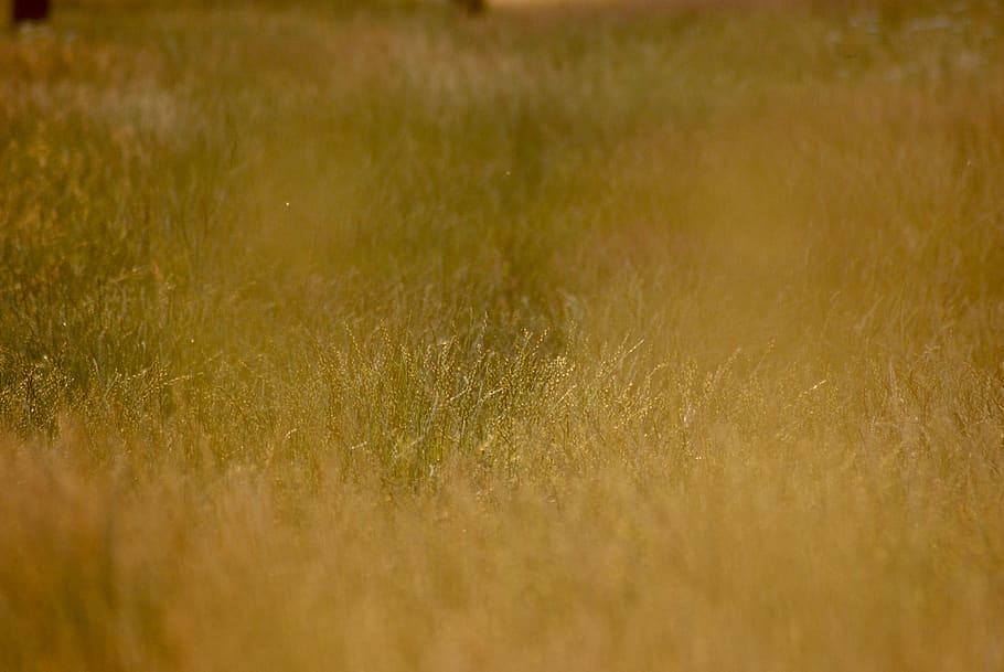 germany, frankfurt, grass, backgrounds, field, selective focus HD wallpaper