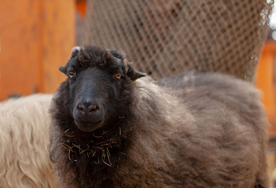 sheep, farm, ranch, herd, country, mammal, ram, one animal HD wallpaper