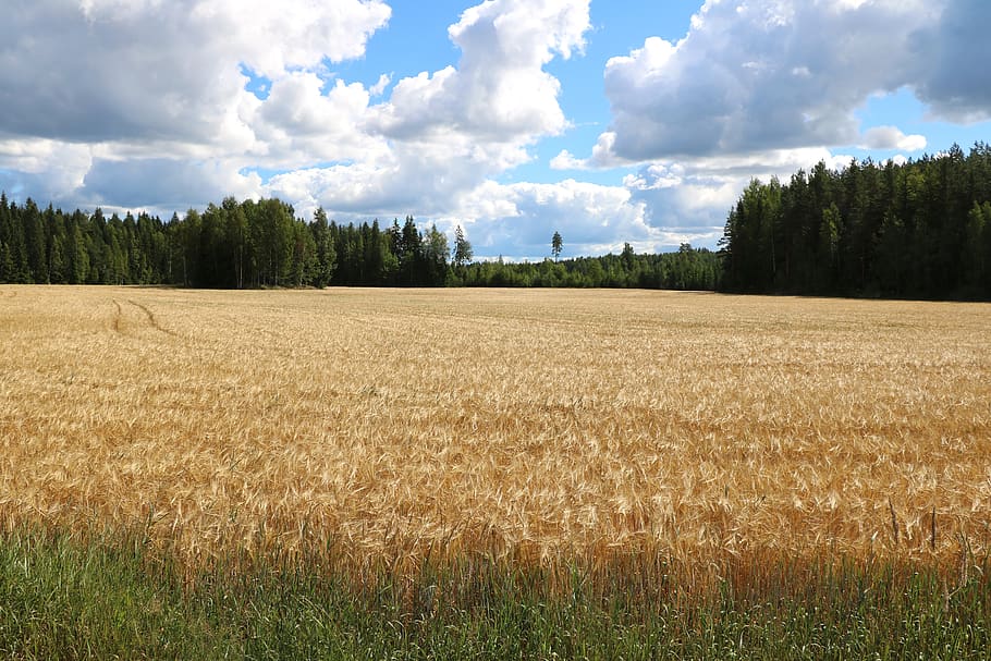 field, cornfield, grain, barley, countryside, agriculture, landscape HD wallpaper