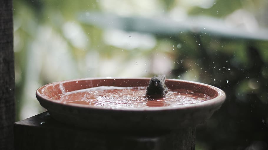 bird, birdbath, water, bowl, rain, shower, tub, beak, feathers HD wallpaper