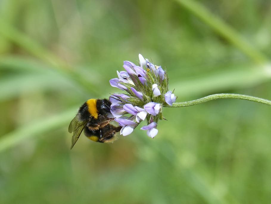 bumblebee, drone, borinot, libar, flower, flowering plant, fragility HD wallpaper