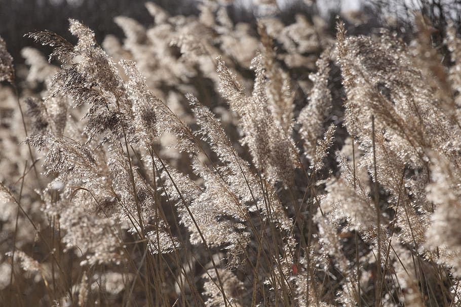 grass, plant, lawn, reed, agropyron, outdoors, wilderness, nature HD wallpaper