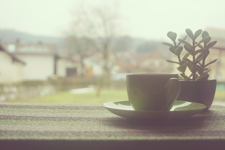 coffee, cup, tea, window, home, office, business, work, plant HD wallpaper