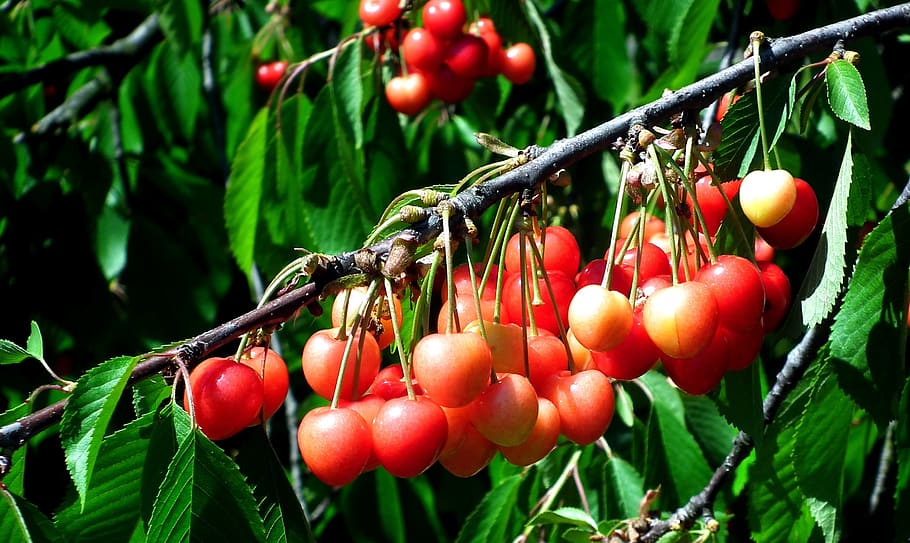 cherries, fruit, sprig, summer, vitamins, fresh, nature, health HD wallpaper