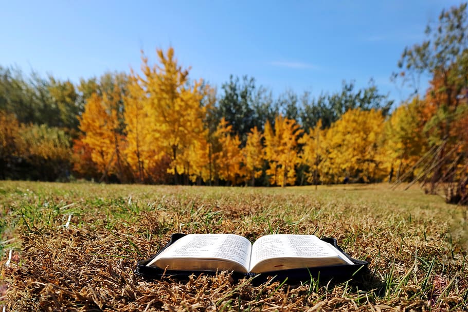 autumn, book, plant, tree, land, change, nature, publication HD wallpaper