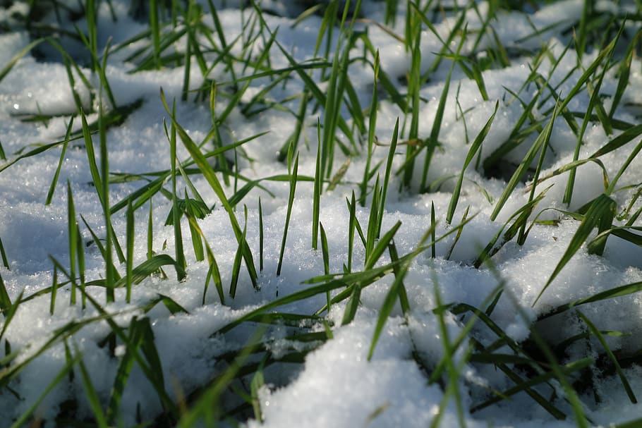 snow, grass, winter, spring, nature, plant, cold temperature HD wallpaper