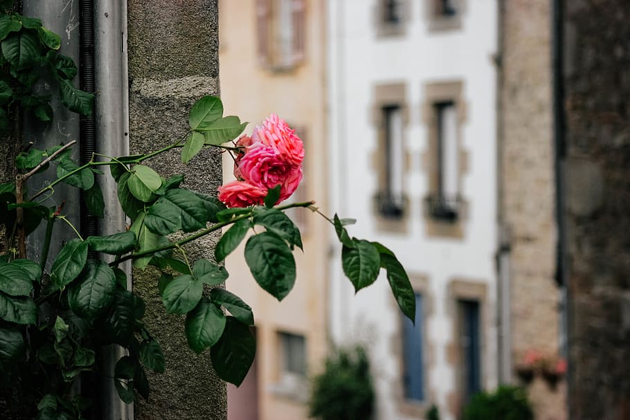 pink petaled flower, flowering plant, building exterior, built structure HD wallpaper