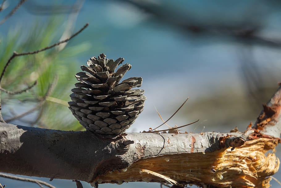 tap, pine cones, macro, detail, autumn, focus on foreground HD wallpaper