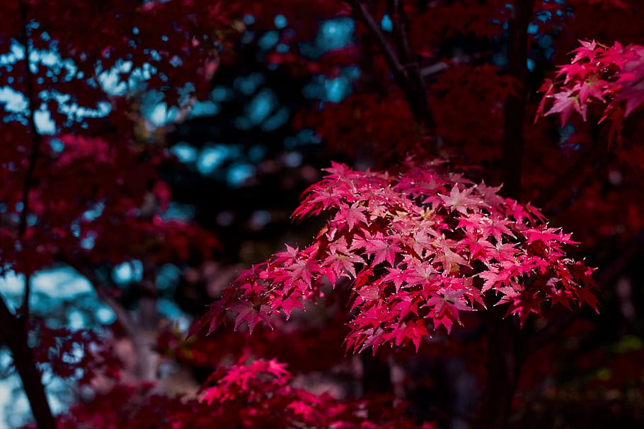 red-leafed tree, plant, maple, gotoku-ji, maple leaf, bush, vegetation HD wallpaper