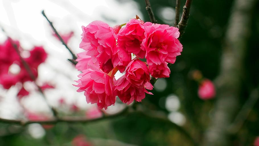 sakura, flower, cherry blossoms, flowering plant, beauty in nature HD wallpaper