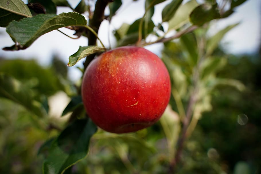 apple, red apple, close up, macro, fruit, healthy, fresh, vitamins HD wallpaper