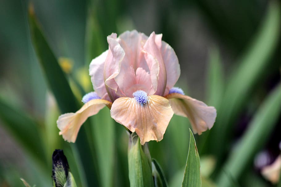 iris, flower, spring flowers, beautiful, nature, garden flowers, HD wallpaper