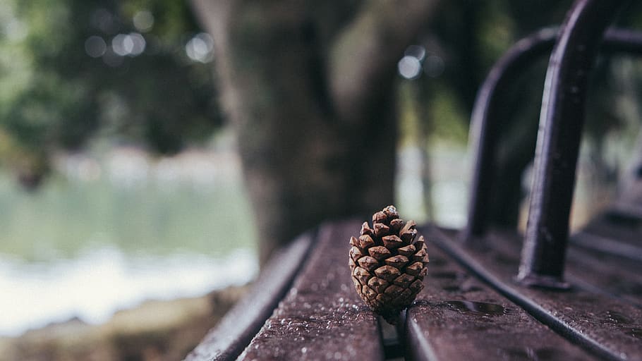 Brown Pine Cone on Brown Wooden Bench, conifer, conifer cone HD wallpaper