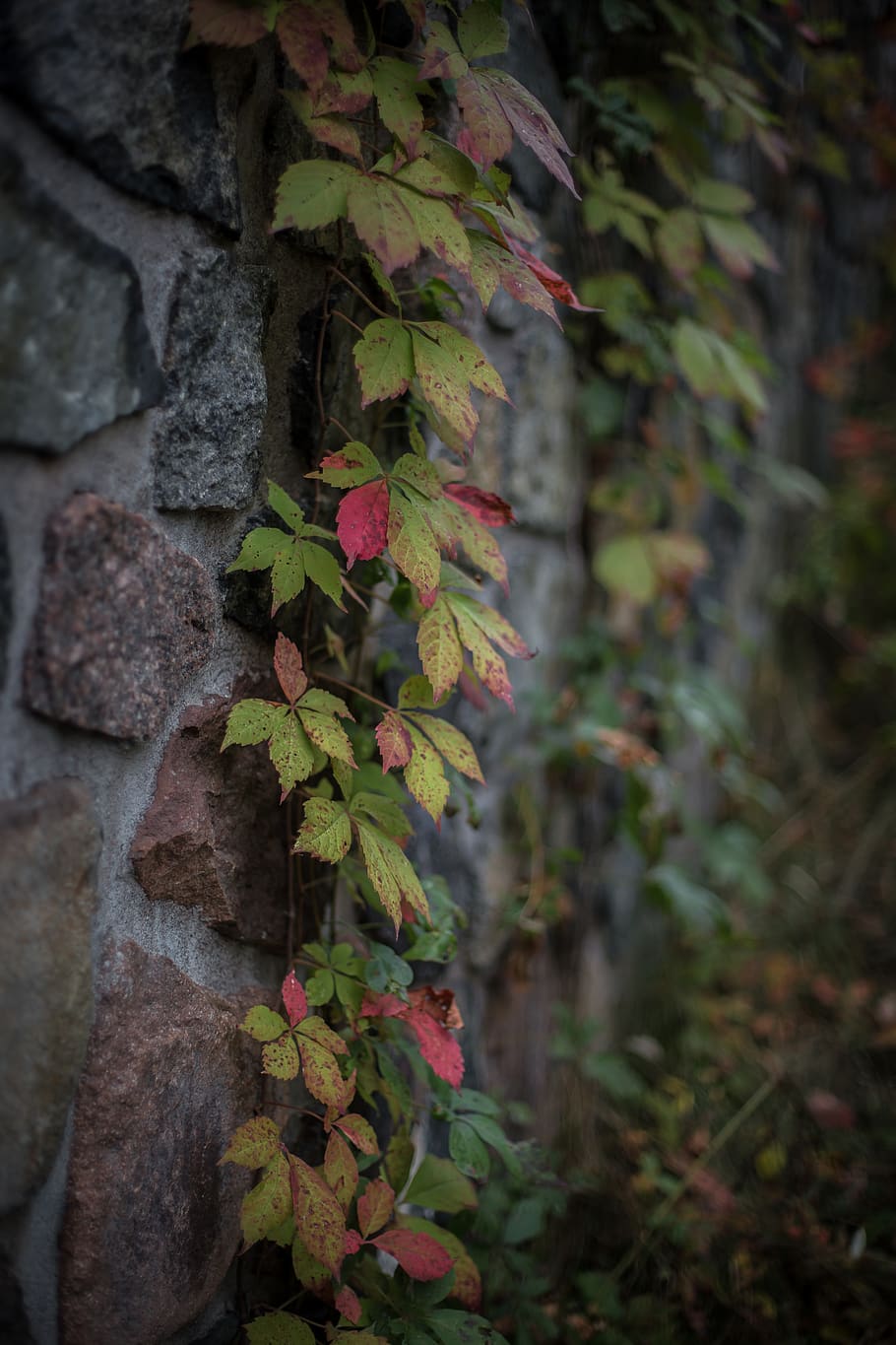 united states, duluth, plant part, leaf, growth, focus on foreground HD wallpaper