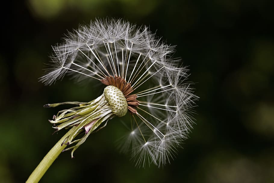 White Dandelion, close-up, flower, macro, nature, plant, fragility HD wallpaper