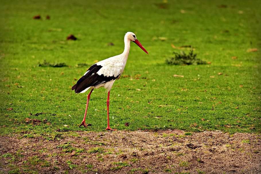stork, bird, animal, predator, bird of prey, walking, on the ground HD wallpaper