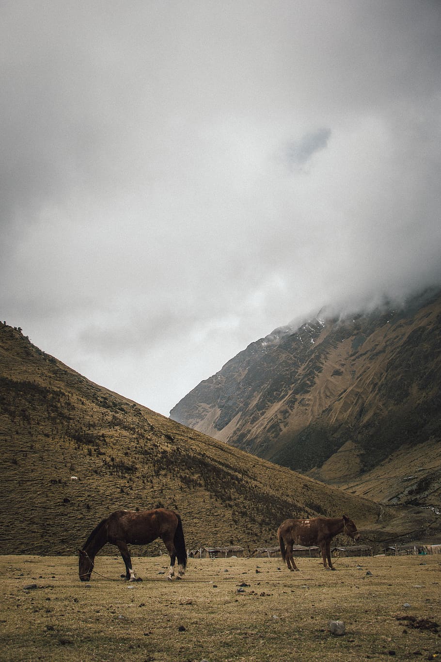 two brown horses, nature, mammal, animal, outdoors, field, grassland HD wallpaper