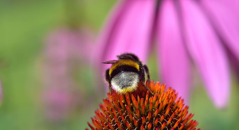 hummel, rear, wrong, coneflower, blossom, bloom, sprinkle, pollen HD wallpaper