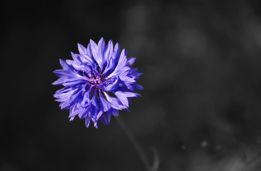 flower, cornflower, meadow, summer, bloom, decoration, flowering plant HD wallpaper