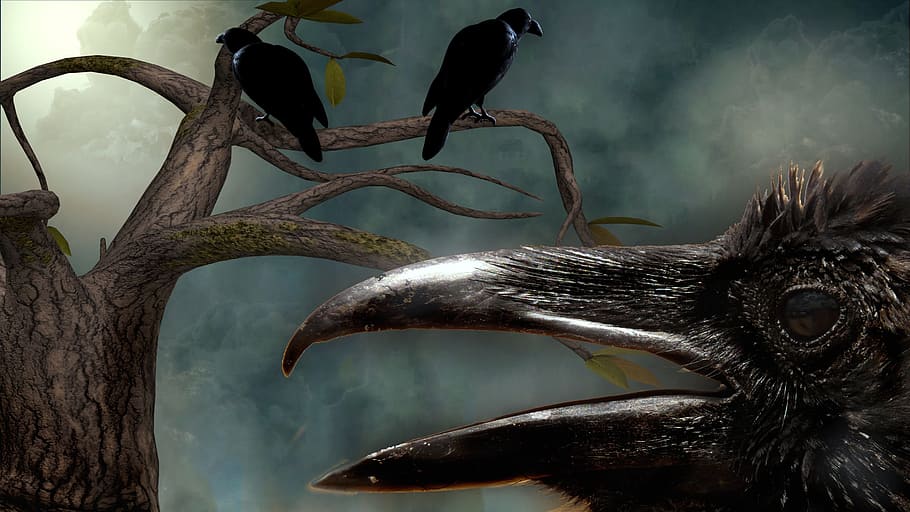 ravens, tree, sky, clouds, wood, background, bleak, landscape HD wallpaper