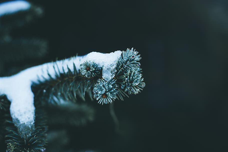 tree with snow on top, plant, conifer, abies, fir, nature, winter HD wallpaper