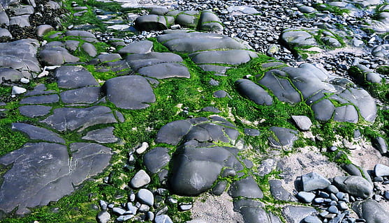 plant, rock, algae, moss, slate, path, walkway, flagstone, rubble HD wallpaper