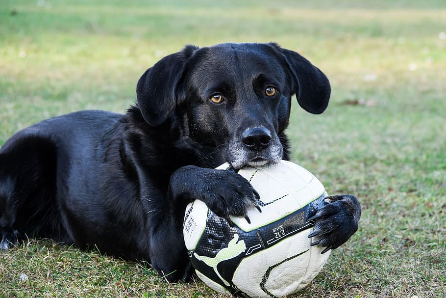 dog, ball, sweet, pose, play, pet, playful, ball junkie, border collie HD wallpaper