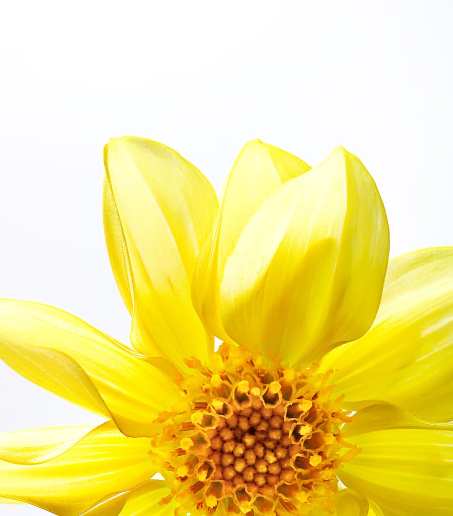 con2011, beautiful, bloom, blossom, bright, detail, flora, flower HD wallpaper