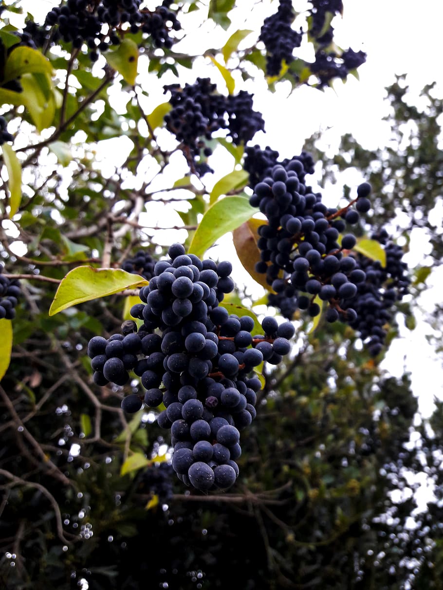 argentina, urdinarrain, fruit, food, food and drink, healthy eating HD wallpaper