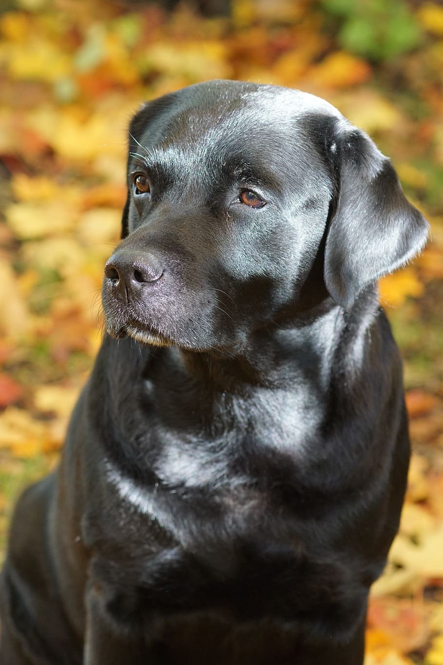 labrador, dog, black, pet, portrait, cute, nature, one animal HD wallpaper