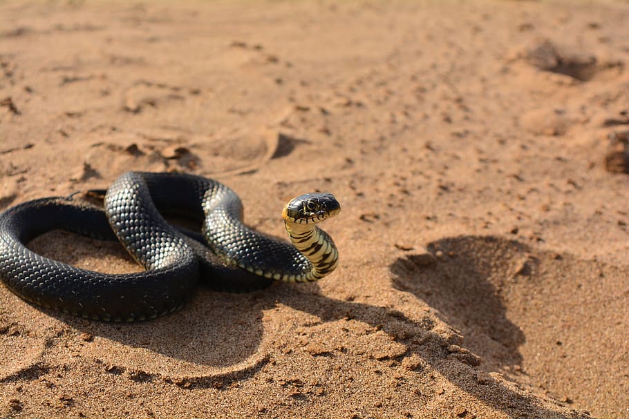 snake, sand, reptile, beach, animals, animal themes, land, animal wildlife HD wallpaper