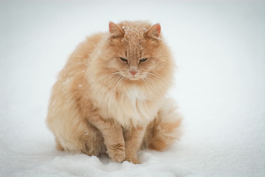 beige Persian cat, pet, manx, mammal, animal, head, domestic HD wallpaper