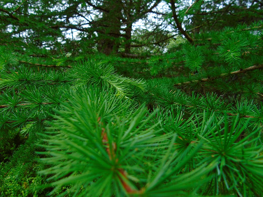 ireland, wicklow mountains, plant, growth, green color, tree