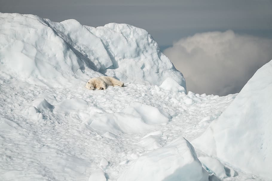 polar bear lying on snow covered field, wildlife, animal, mammal, HD wallpaper