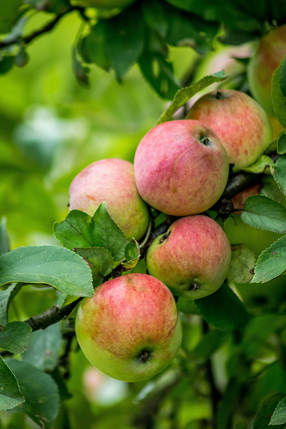 apple, apples, fruit, nature, closeup, red, vitamins, delicious HD wallpaper