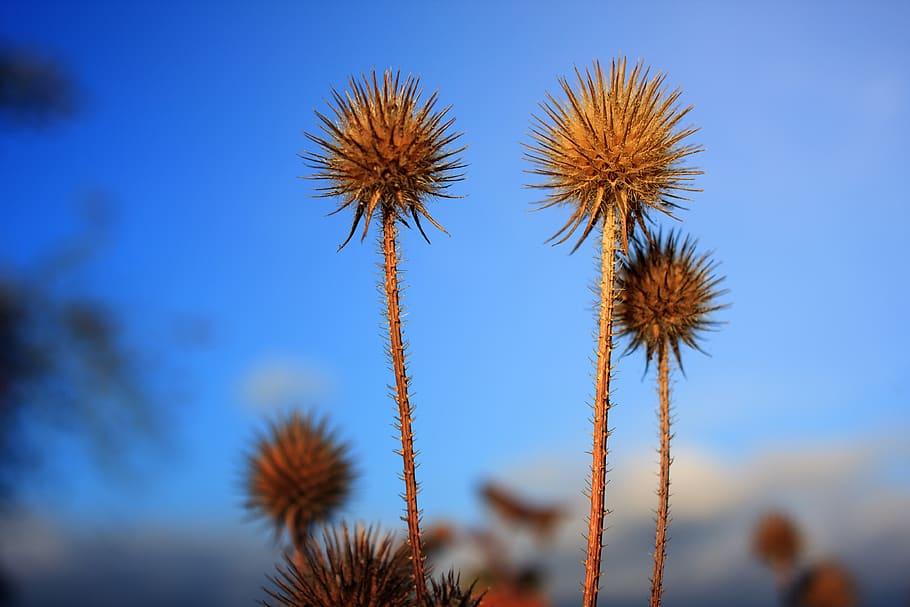 Selective Focus Photography of Spikey Brown Plants, blue, dry HD wallpaper