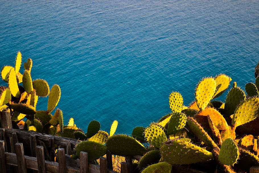 green prickly cacti near fence facing body of water, plant, cactus