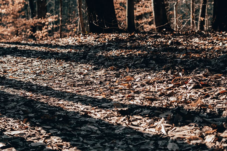 dried leaves in forest, tree, land, nature, no people, plant part HD wallpaper