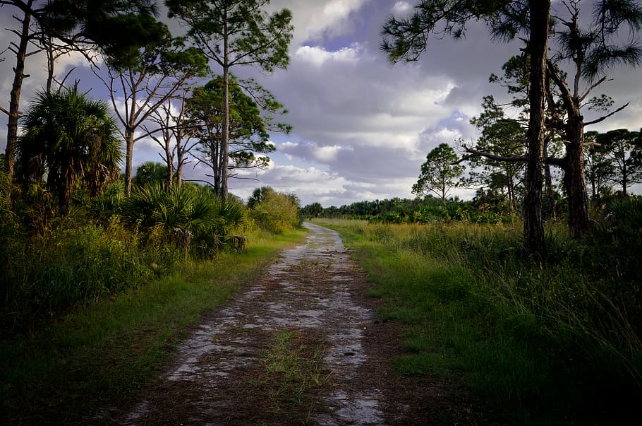 walk, plant, tree, sky, cloud - sky, direction, grass, the way forward HD wallpaper