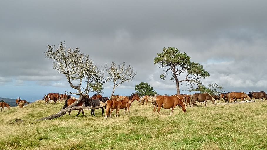 españa, vivero, mammal, domestic animals, group of animals HD wallpaper