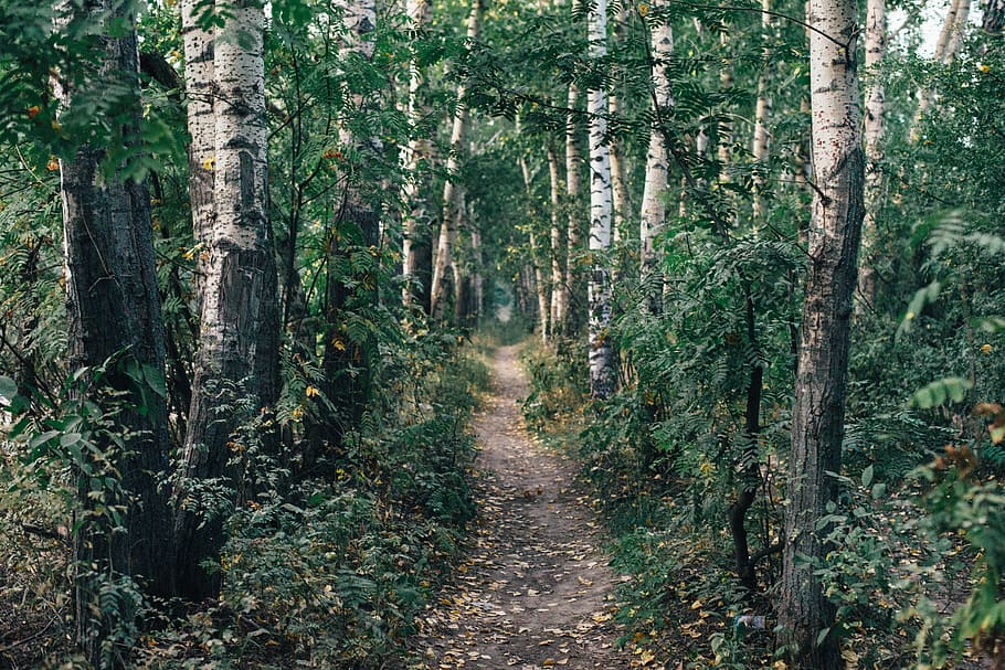 pathway surrounded by trees during daytime, trail, plant, outdoors HD wallpaper
