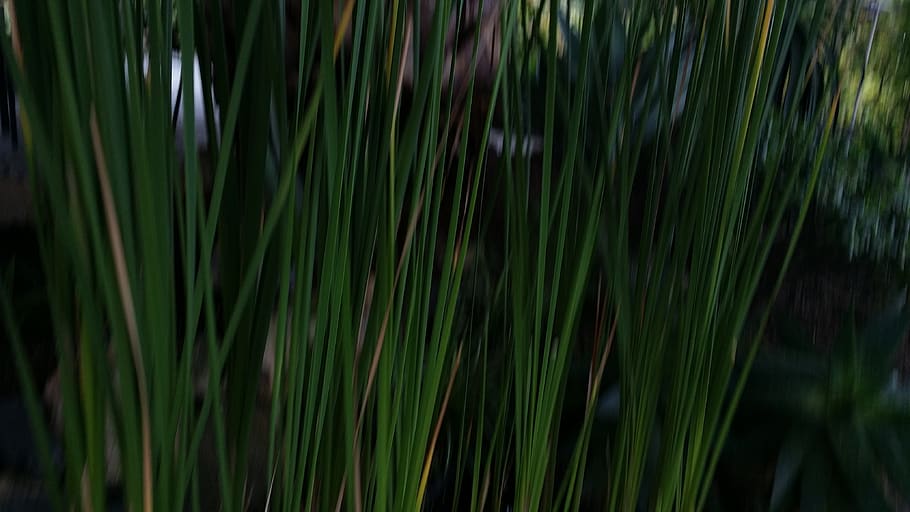 spain, tenerife, growth, plant, green color, beauty in nature HD wallpaper