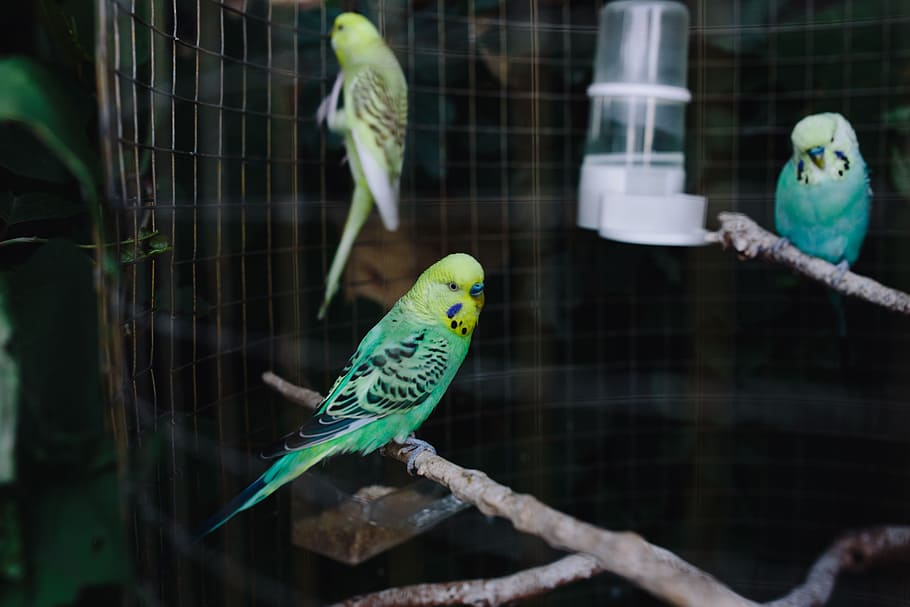 Cute colorful budgies in cage, pet, animal, sweet, bird, domestic, HD wallpaper