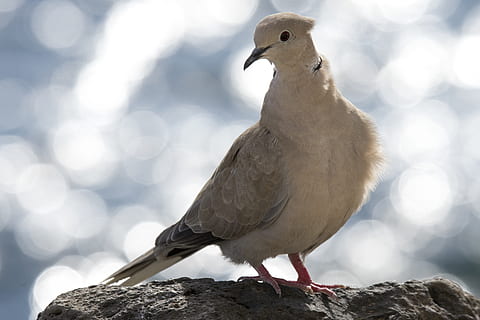 white bird on stone, animal, dove, pigeon, beak, finch, head HD wallpaper