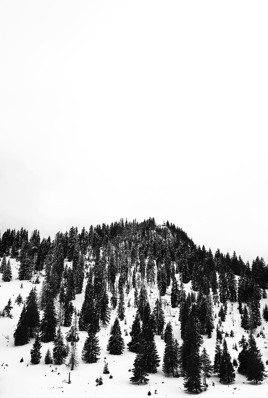 trees, snow, winter, black, sky, plant, beauty in nature, tranquility HD wallpaper