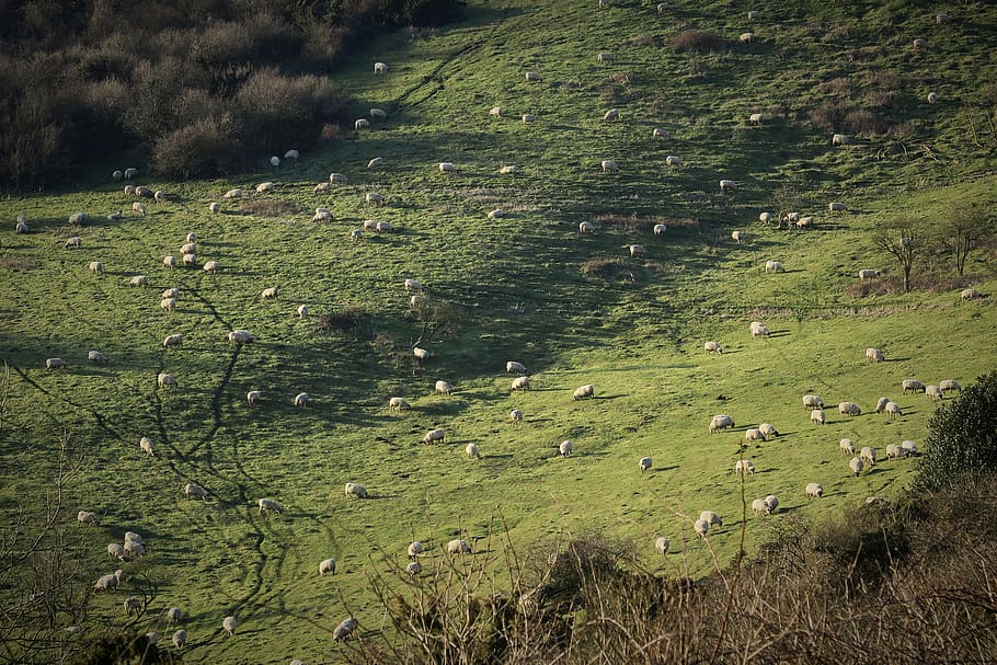 united kingdom, highclere, highclere street, countryside, nature