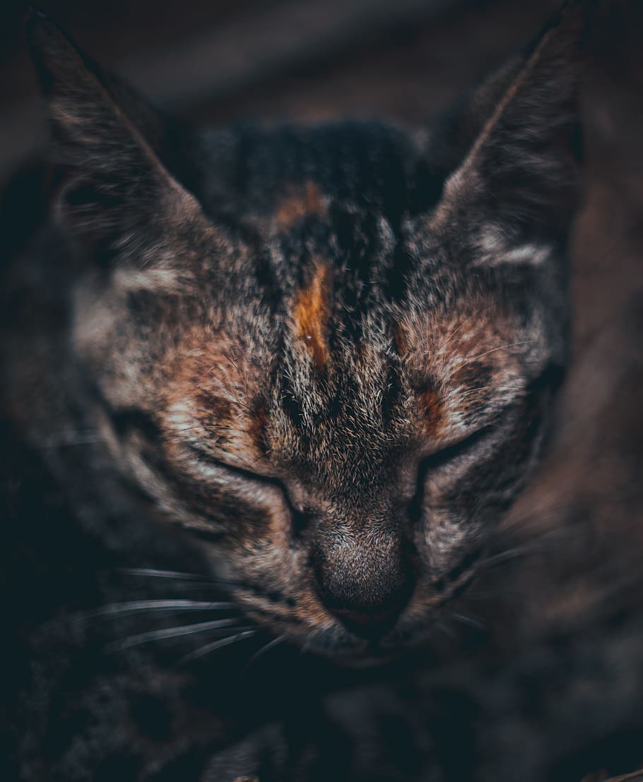 brown tabby cat, pet, mammal, animal, kitten, manx, abyssinian HD wallpaper