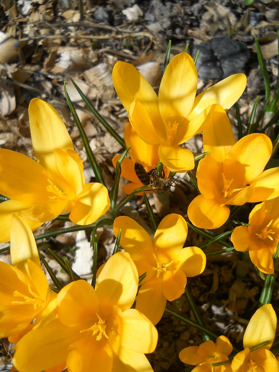 crocus, spring, yellow, bloom, petals, flower, garden, flora HD wallpaper