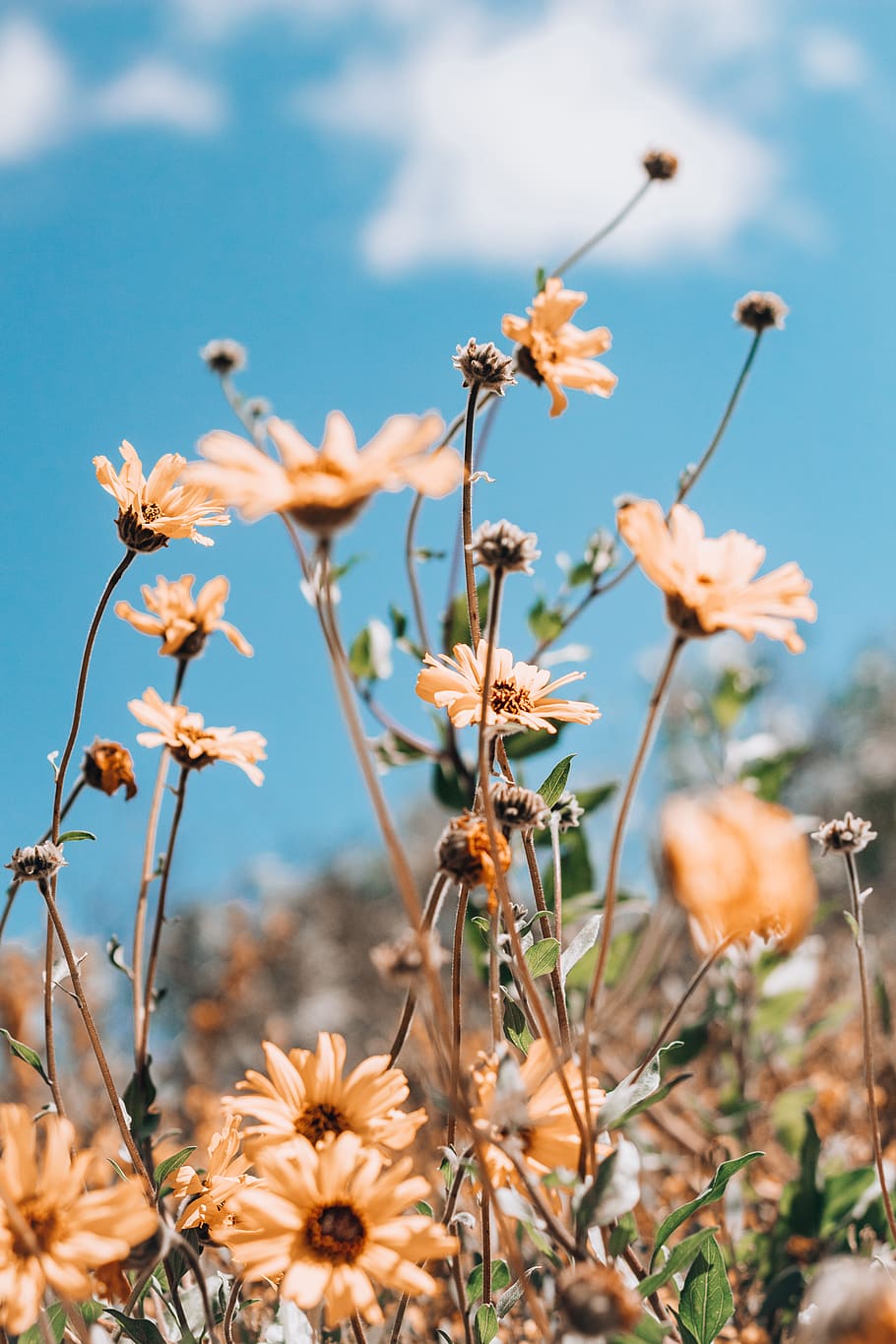 beige petaled flower, flowering plant, growth, beauty in nature HD wallpaper