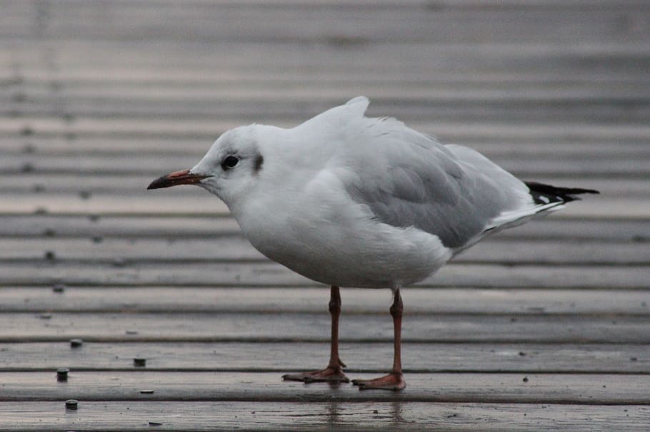 seagull, web, wind, feather, water, bird, animal themes, animal wildlife HD wallpaper